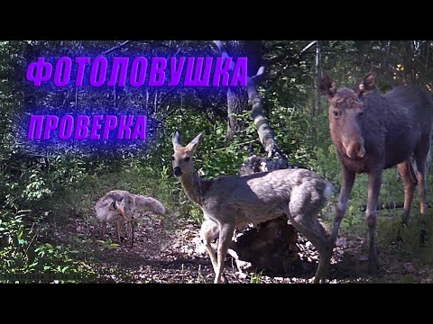 Видео: Проверка фотоловушек, ЛОСИ ХУЛИГАНЫ, СТРАННАЯ ЛИСА, у БОБРОВ и БАРСУКОВ СГОВОР против меня?