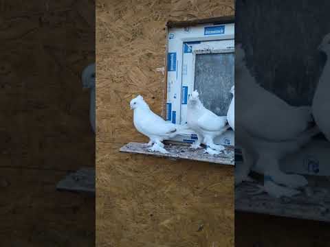 Видео: Пискуны 2020