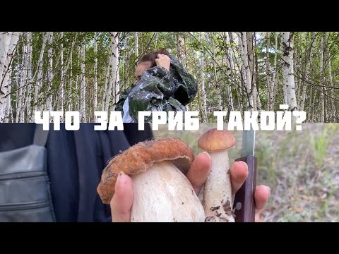 Видео: VLOG 21 | Поход за грибами | Лето, 2023 ☀️