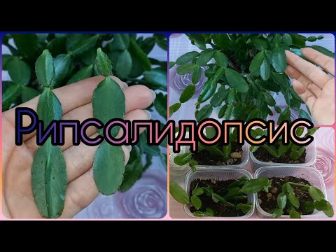 Видео: Группа ВК👇Рипсалидопсис (Пасхальник)🌵Лесной кактус🌵Особенности строения🌺Черенкование🌵Размножение🌺