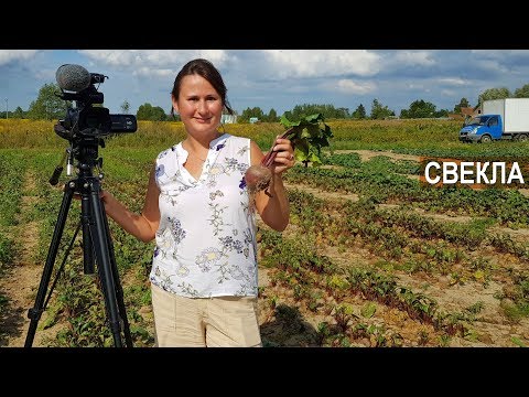 Видео: Выращивание свеклы или выращивание свёклы? КФХ Юрия Коровина, Калининградская область