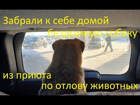 Видео: Забрали домой бездомную собаку