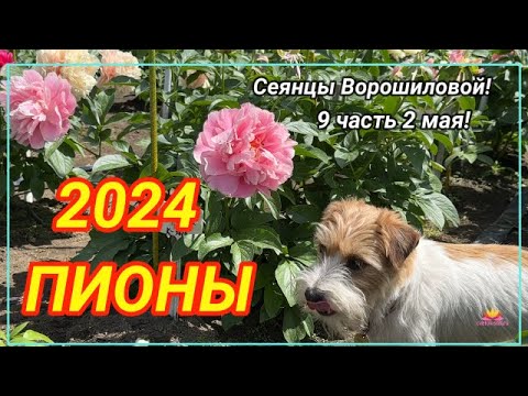 Видео: Цветение сеянцев пионов Ворошиловой А.Б. в 2024 году. Часть 9 / Сад Ворошиловой