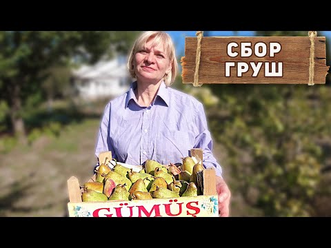 Видео: Как и когда собирать груши? Как правильно хранить груши!