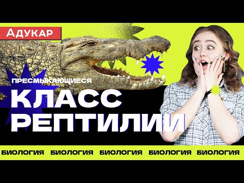 Видео: Класс Пресмыкающиеся или Рептилии | Зоология, Биология ЕГЭ, ЦТ