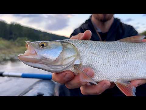 Видео: Голавль и жерех в наводнение! DUO Spearhead Ryuki 50F — одна приманка для всех