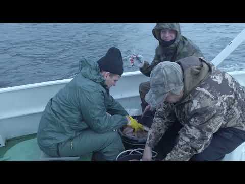 Видео: Рыбалка на палтуса в Магадане Halibut fishing in Okhotsk sea