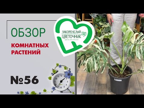 Видео: #56 Обзор комнатных растений | Москва, Иркутск и Шадринск -поставки растений "Закоренелый цветочник"