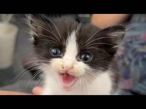 Видео: Хрупкие и голодные котята бродили по улицам, пока доброта не спасла их!