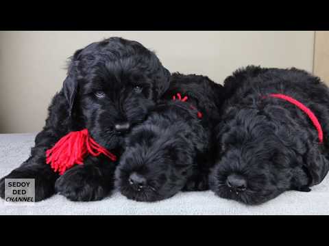 Видео: Как Правильно Выбрать Щенка Русского Чёрного Терьера РЧТ, Собаки Берии и Сталина