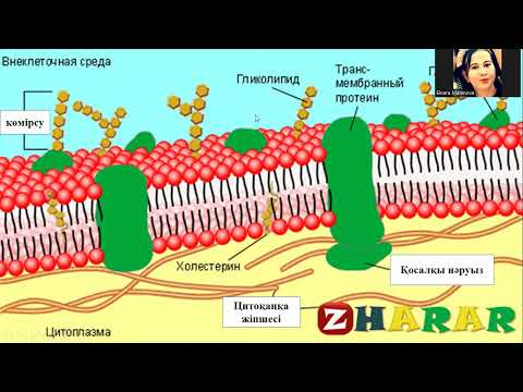 Видео: Жасуша қабырғасы, қызметі. Плазмалық мембрана
