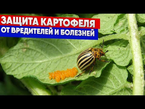 Видео: Защита картофеля от вредителей и болезней