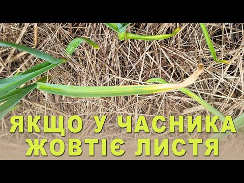 Видео: Що робити, якщо у часнику жовтіють листочки?