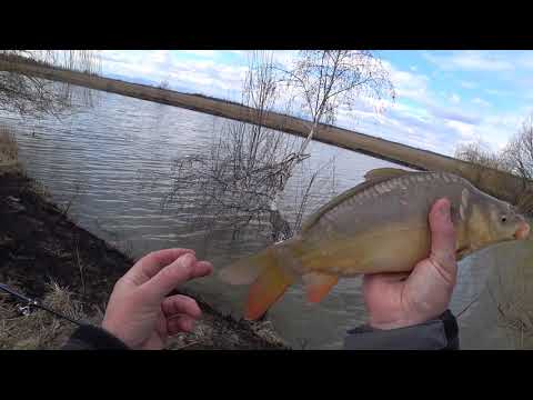 Видео: Рання весна, кивок запрацював
