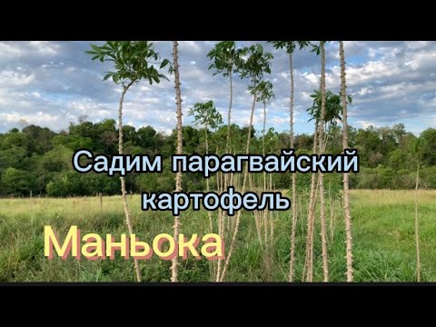 Видео: Парагвайская картошка МАНИОКА (маньока) садим сегодня. Plantamos manyoka. #paraguay #cassava