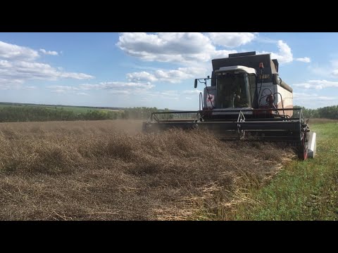 Видео: Выращивание белой горчицы от посева до уборки.