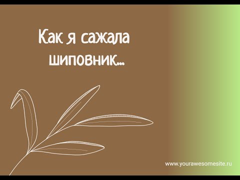 Видео: Как я сажала шиповник Лакса для дальнейшей окулировки (прививки) РОЗ.