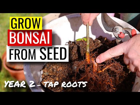 Видео: Бонсай из семян | Из желудя в дуб | 2-й год — обрезка стержневого корня