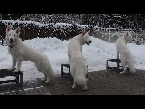 Видео: Догтренинг 572. Белая метель: швейцарские овчарки. Монопородная группа.