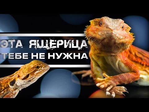 Видео: 5 ПРИЧИН НЕ ЗАВОДИТЬ БОРОДАТУЮ АГАМУ | ЧЕМ ОНА ПЛОХА?