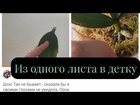 Видео: СУПЕР способ РЕАНИМАЦИИ орхидеи. Не энергозатратный. Минимум времени и сил. Ругаюсь😝