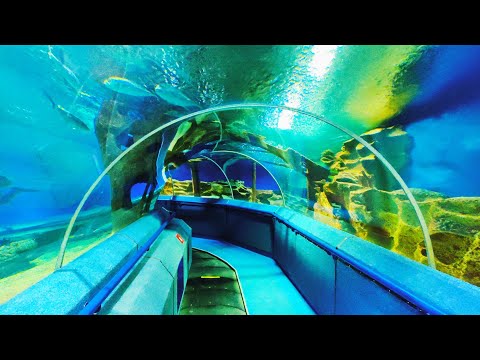 Видео: Океанариум в Санкт-Петербурге
