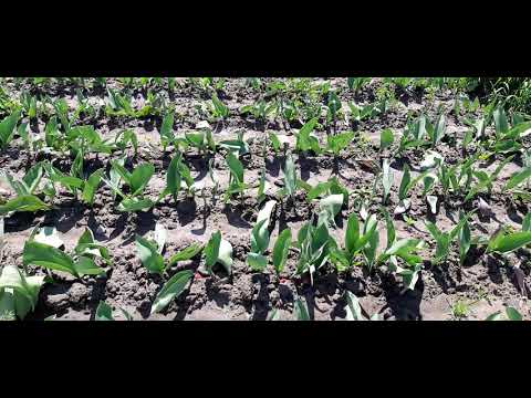 Видео: Доращивание тюльпанов после выгонки. Луковица наливается.