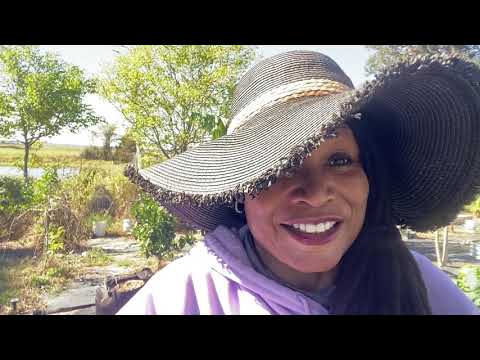 Видео: Сбор батата из 30-галлонных мешков для выращивания 🍠🍠🍠❤️😊💚