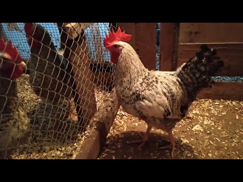 Видео: ВЫБОР ПЕТУХА ДАЁТСЯ С ТРУДОМ мой птичий уголок