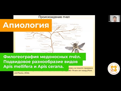 Видео: Филогеография медоносных пчёл. Подвидовое разнообразие видов Apis mellifera и Apis cerana.