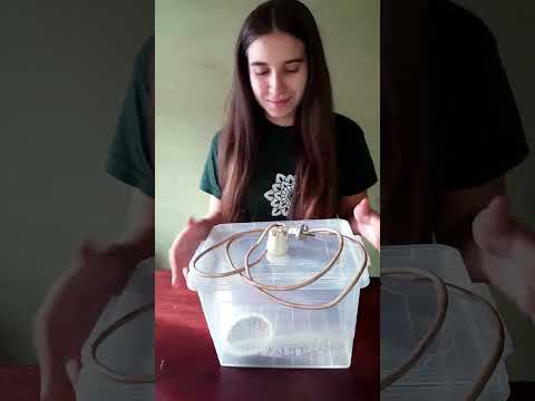 Видео: Посів кактусів. Правильне вирощування кактусів з насіння