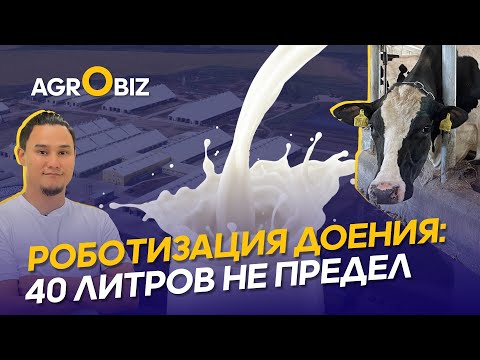 Видео: Как построить эффективную молочную ферму? Рацион, содержание, надои и роботизация в ОХМК