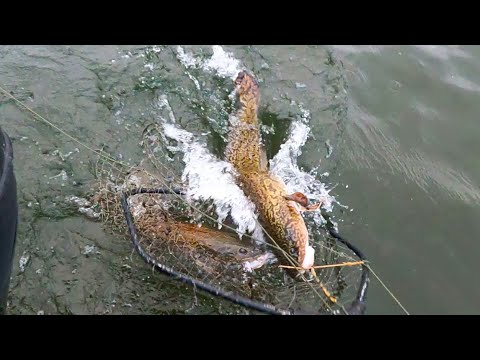 Видео: ОСЕННИЙ СЕЗОН 2023 \ РЫБАЛКА - ОХОТА - ИЗБА \ Часть 5 \ ПОШЛИ НАЛИМЫ \ ДВА КАБАНЧИКА НА КРАЙНЕМ