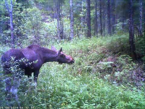 Видео: Лесной перекрёсток