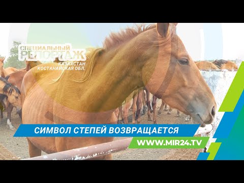 Видео: Как в Казахстане возрождают костанайскую породу лошадей?