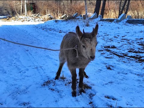 Видео: Таласта жалгыз калган тоо текенин улагы кармалды