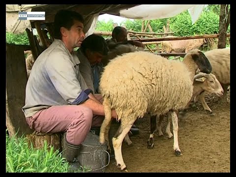 Видео: "В наше село" - Селска бачия в Ощава