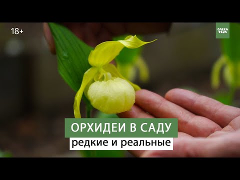 Видео: Сказочно красивые цветы. Орхидеи в саду