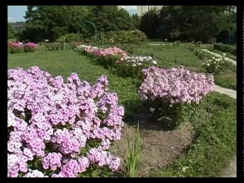 Видео: Сад и огород. Флоксы (2)