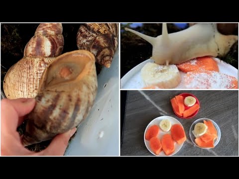 Видео: Улитки заболели? Ничего не едят! Что я буду делать?