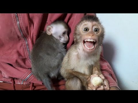 Видео: ЛАКИ ОТНИМАЕТ БАНАН У ДЖЕННИ! ДЖЕННИ КРИЧИТ И ЗЛИТСЯ!!!