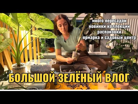 Видео: Зелёный влог: много пересадок, новинки коллекции, распаковки, поход на ярмарку и т.д.
