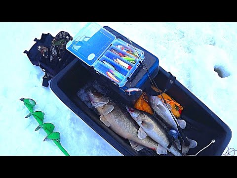 Видео: Полные санки СУДАКА за 15 минут! Ловля судака на вибы зимой! Рыбалка на Оке!