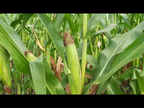 Видео: Поле гибрида кукурузы ДБ ХОТИН ФАО 280 в середине августа 2021г. Видно загущение и не хватку влаги.