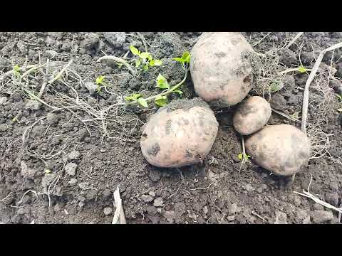 Видео: Гранада і Бела роса -урожайні сорти картоплі.