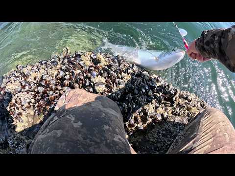 Видео: Удивительный день рыбалки на лосося и почти поимка сумасшедшего тюленя ДВАЖДЫ!