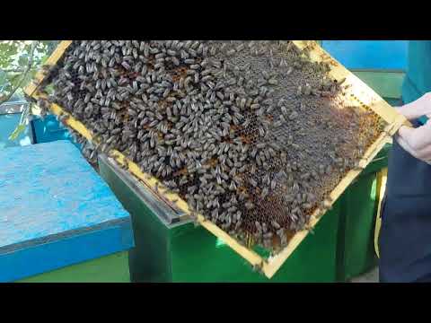 Видео: В СЕМЬЯХ ПОЛНО РАСПЛОДА !!! 19.09.2025