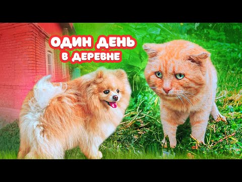 Видео: СОБАКА Впервые ЗНАКОМИТСЯ с БЕЗДОМНЫМ РЫЖИМ КОТОМ | ОДИН ДЕНЬ в ДЕРЕВНЕ