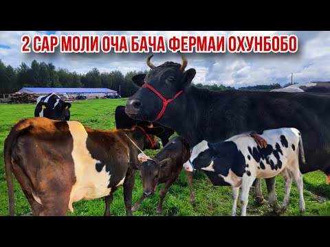 Видео: Молҳои оча бача чорное пестрие ферма Охунбобо 10 октября 2025 г.