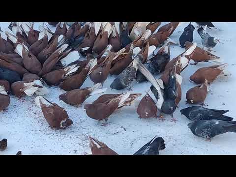 Видео: НИКОЛАЕВСКИЕ ГОЛУБИ: посмотрев видео, и часть лишних вопросов отпадут.......